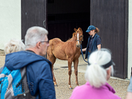 KS300622-84 - Cupboard Love's foal by Territories